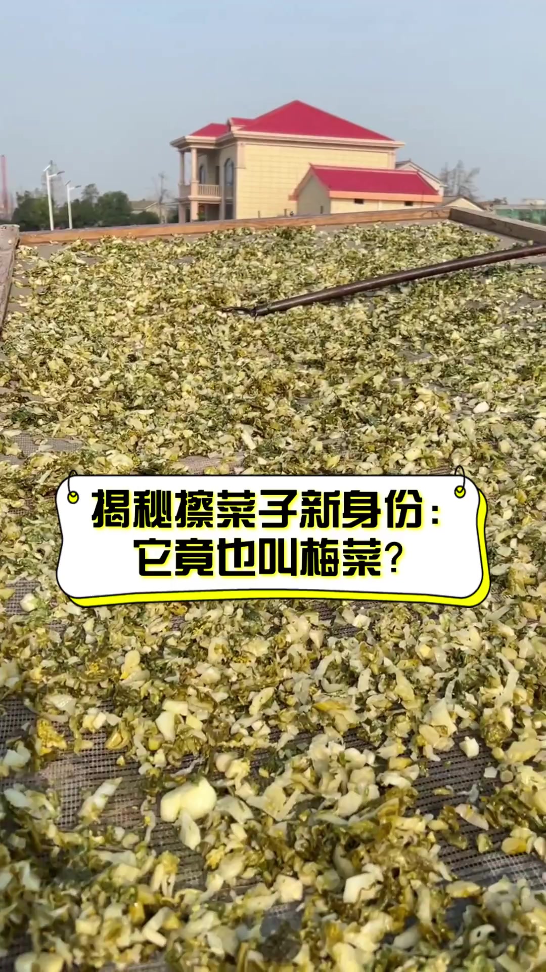 揭秘擦菜子新身份:它竟也叫梅菜?