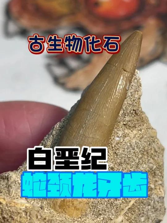 白垩纪蛇颈龙牙齿化石!