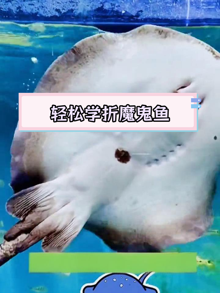 折纸魔鬼鱼,探索海洋生物