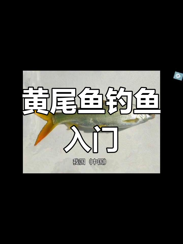 了解黄尾鱼的分布与垂钓技巧,掌握路亚方法