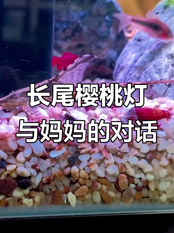 妈妈和孩子的趣味对话，长尾樱桃灯与皇冠直升机的奇妙互动