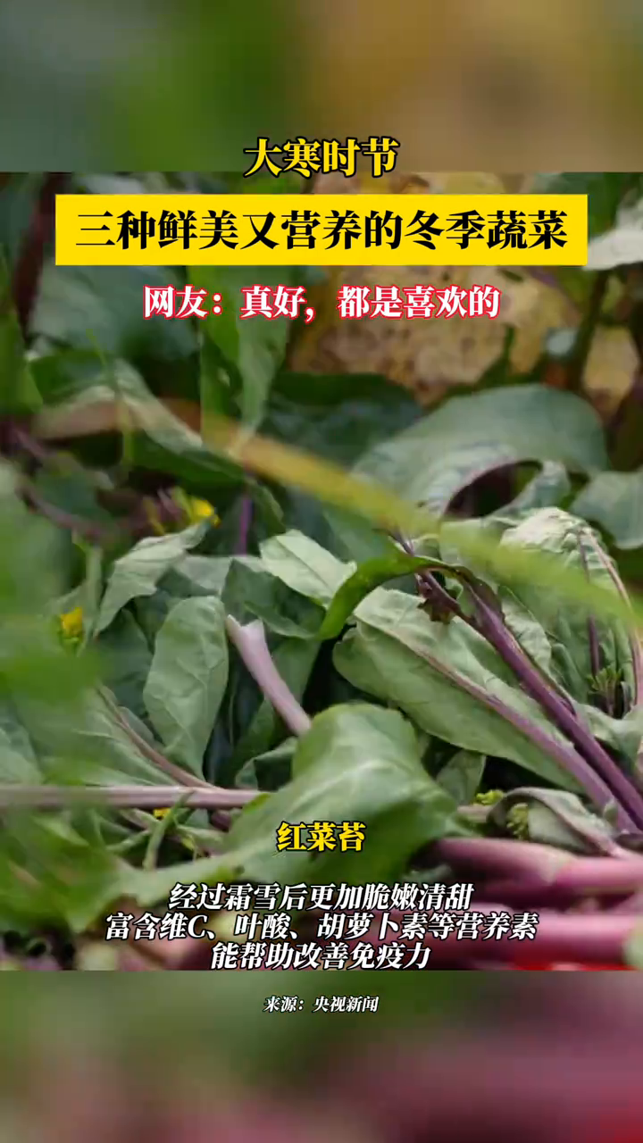 大寒时节 “种草”三种鲜美又营养的冬季蔬菜