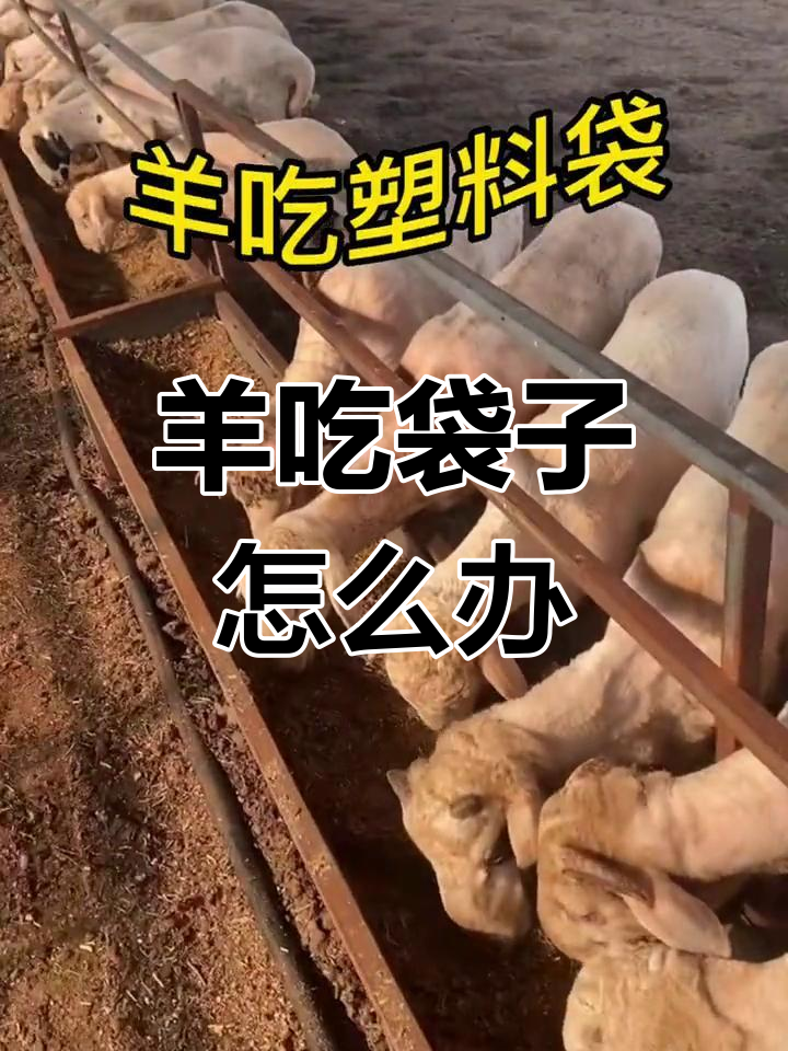 羊误食塑料袋后的处理措施