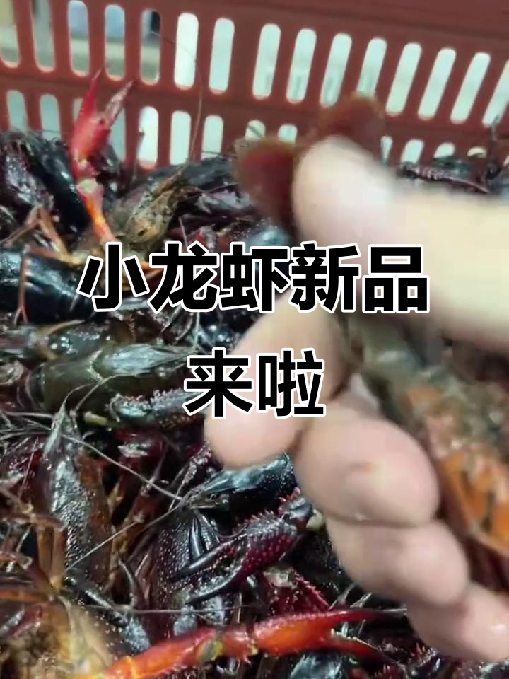 新鲜小龙虾到货,中青大青炮头一应俱全