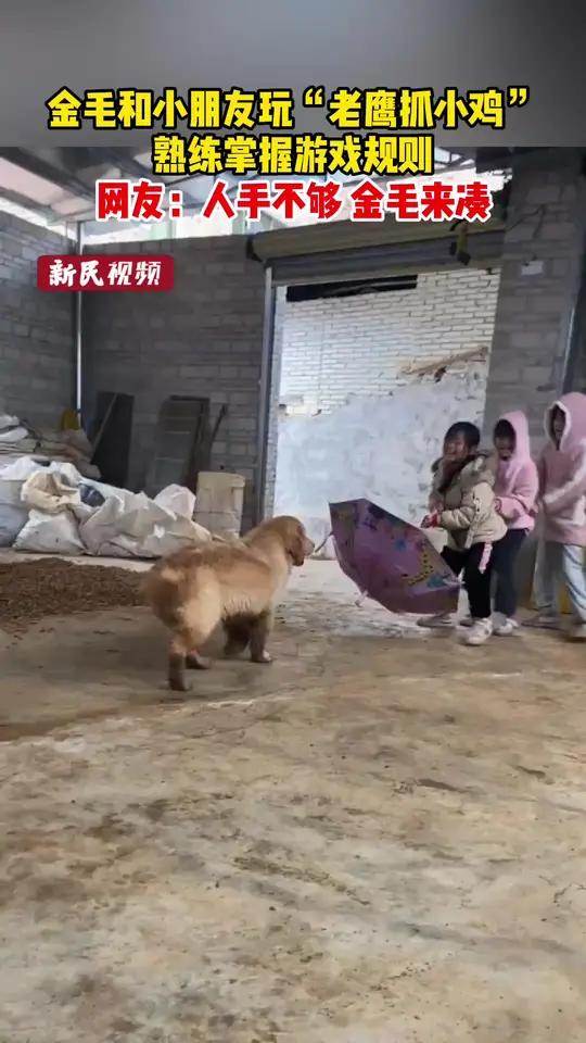 金毛和小朋友玩“老鹰抓小鸡” 熟练掌握游戏规则 网友:人手不够 金毛来凑