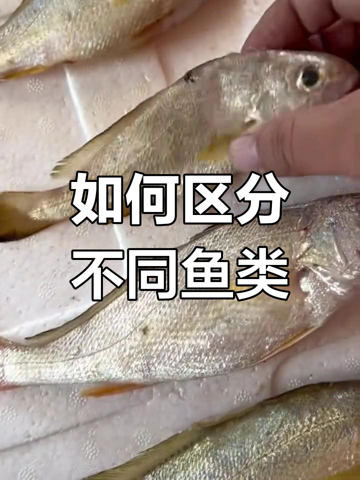 钓鱼人必看!各种海鲜鱼类的区别