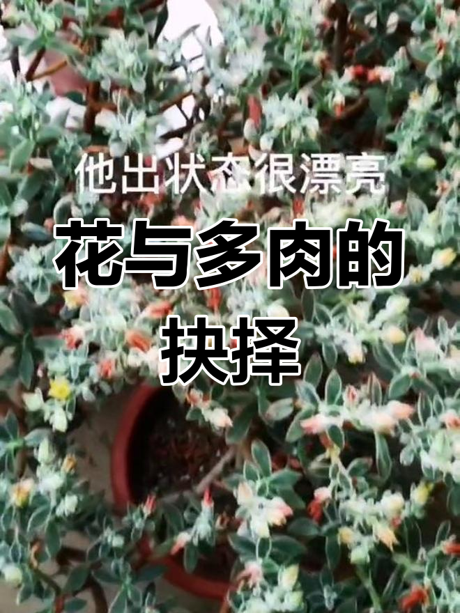 多肉开花影响造型,花蜜引虫,剪不剪看心情