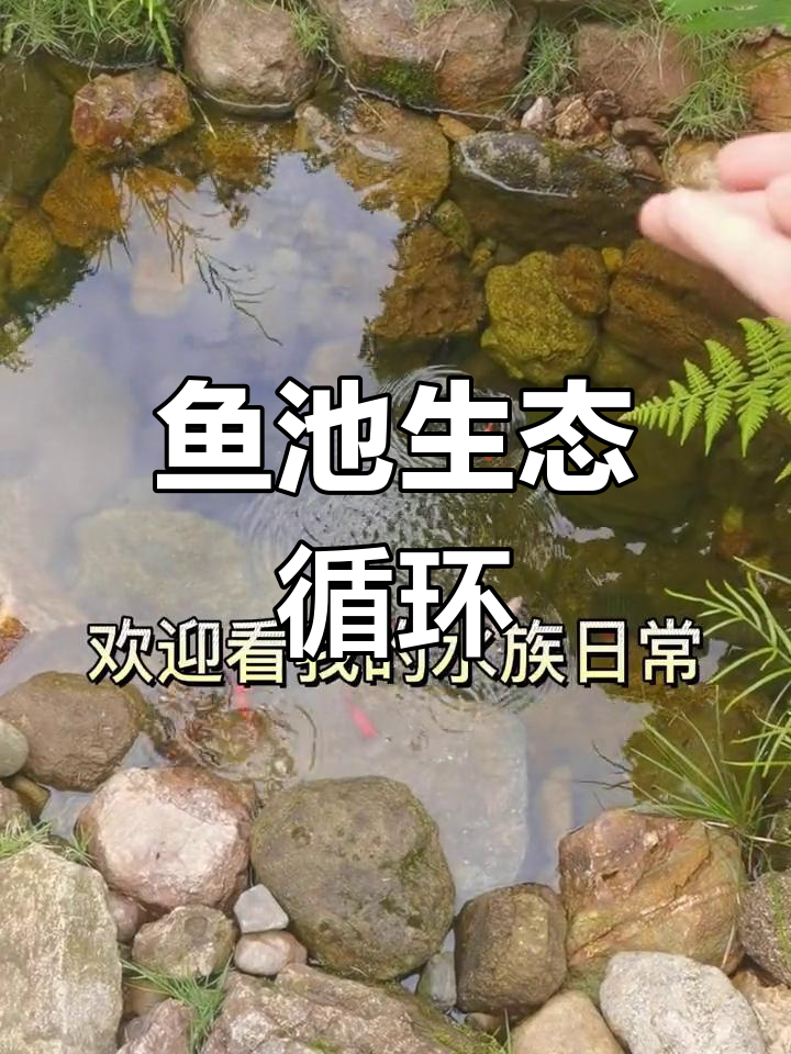自制鱼池水循环系统解析