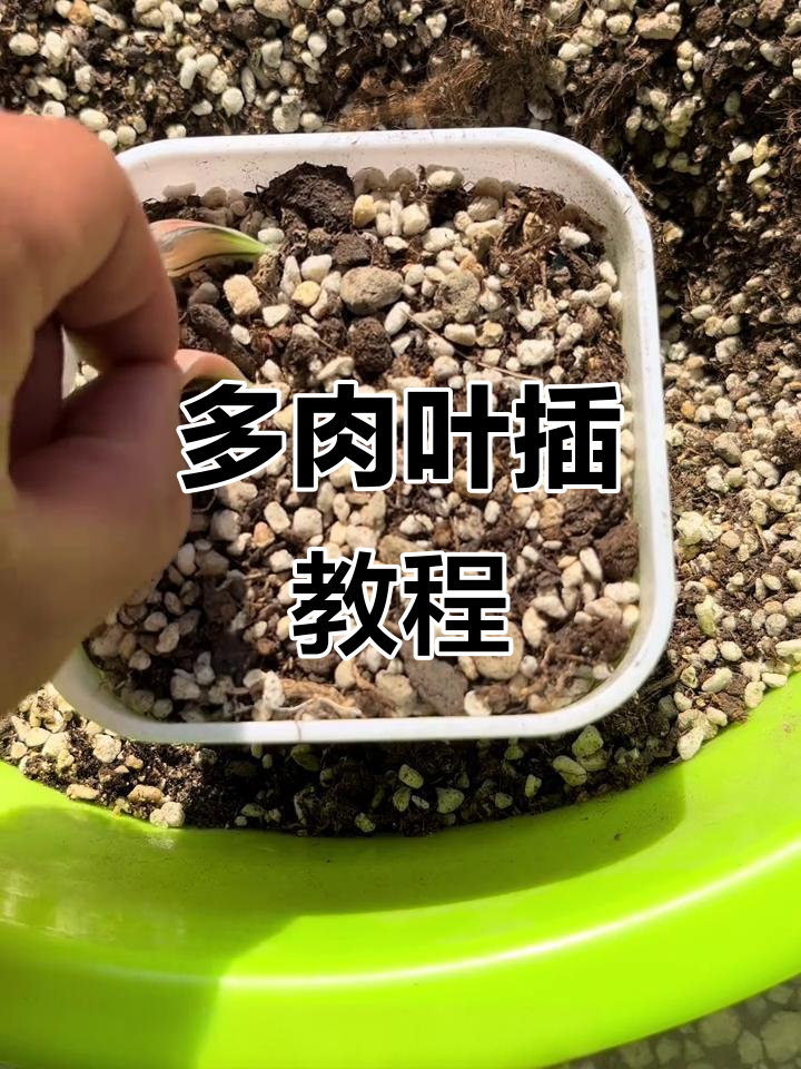 叶插技巧大公开,轻松学会多肉植物繁殖