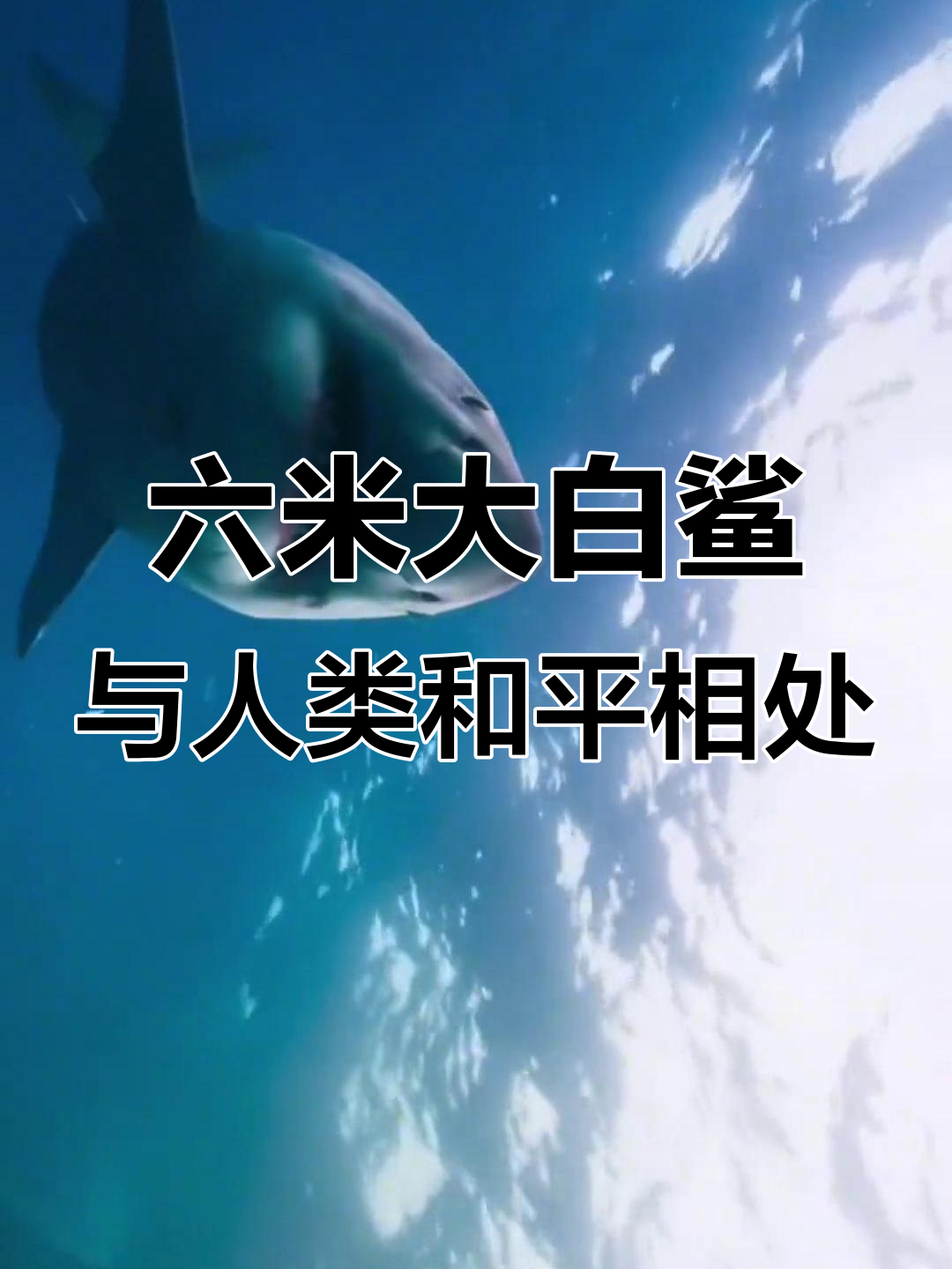 夏威夷大白鲨现身,六米巨型鲨鱼与潜水员和谐共处