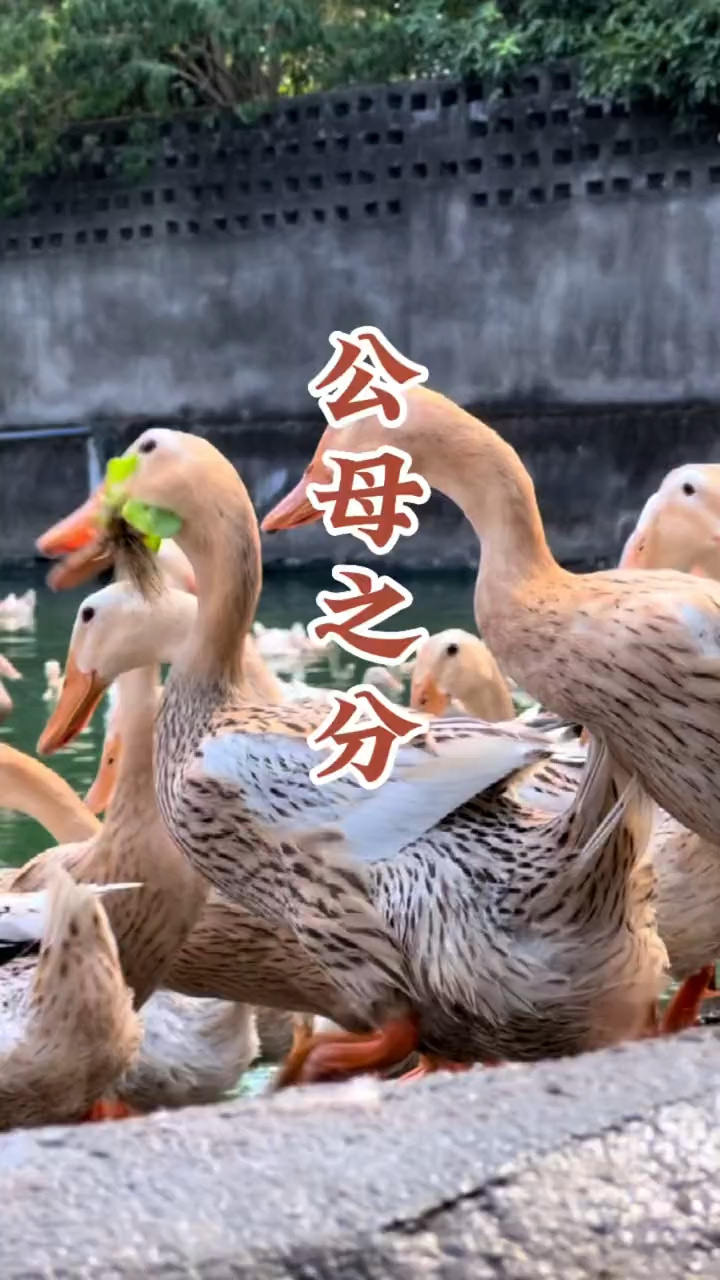 鸭子公母怎么分