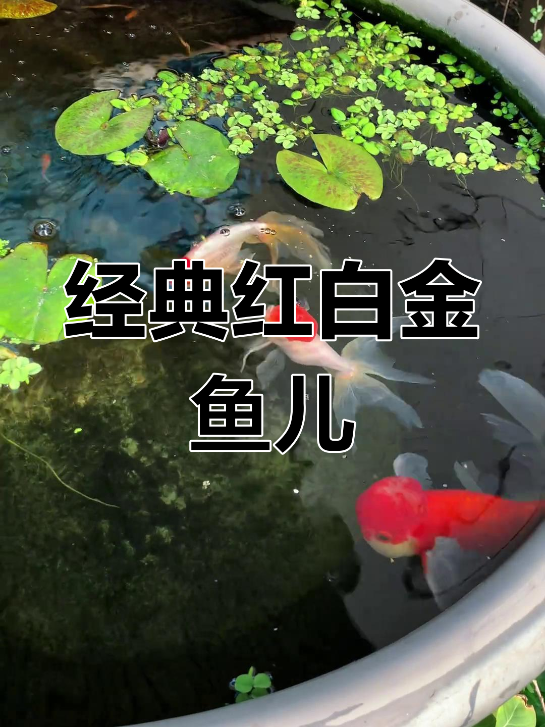红白丹顶金鱼,经典配色展现国粹魅力