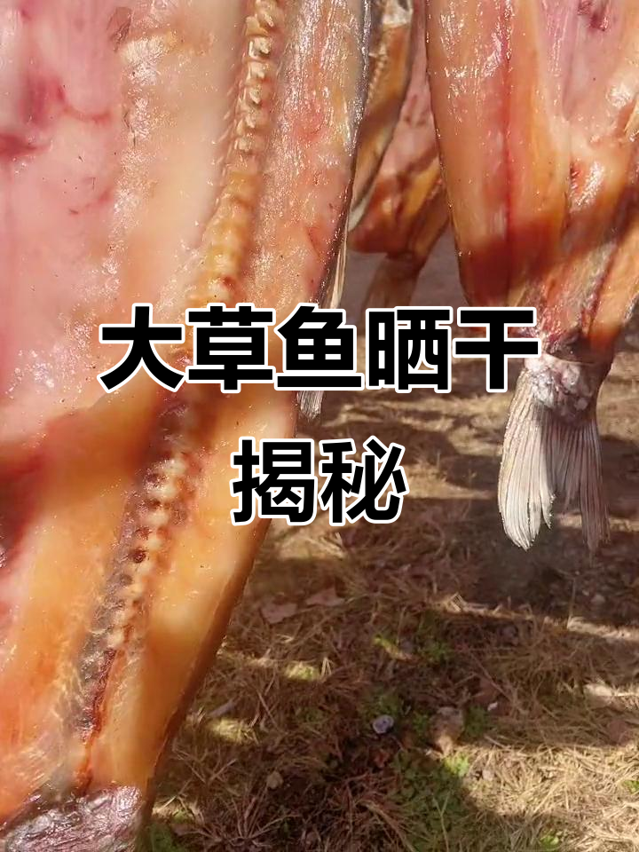 10多斤大草鱼,晒干后肉质鲜美,长度惊人