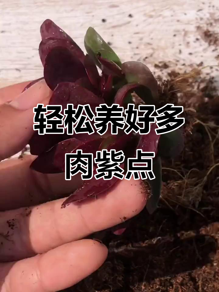 紫点多肉养护全攻略:夏季管理关键,秋冬状态更美