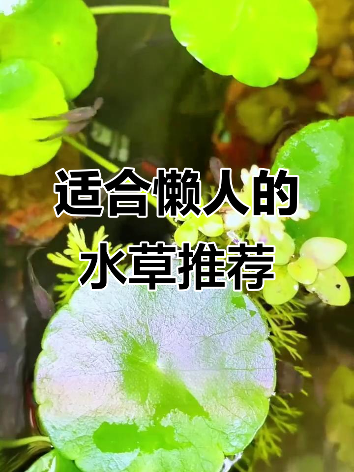 这些水草最适合懒人养，轻松搞定古法鱼缸