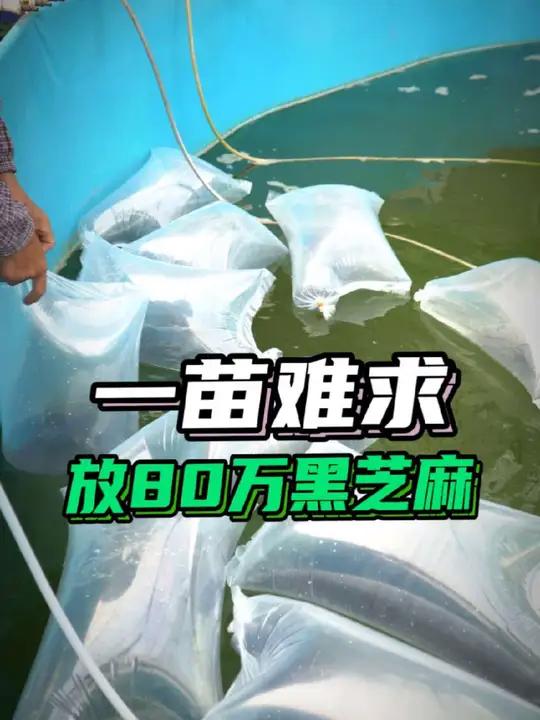 生鱼黑芝麻价格飞涨,标苗要选择口碑好的苗场