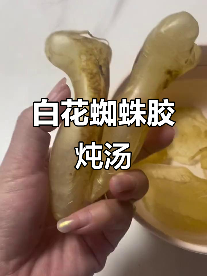 鱼胶品质大变样,白花蜘蛛胶炖煮新体验