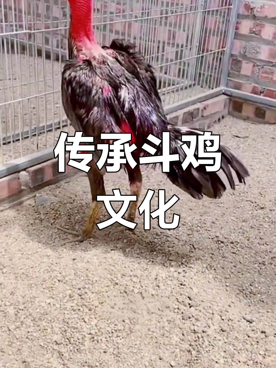 河南斗鸡:古老文化与现代竞技的完美结合