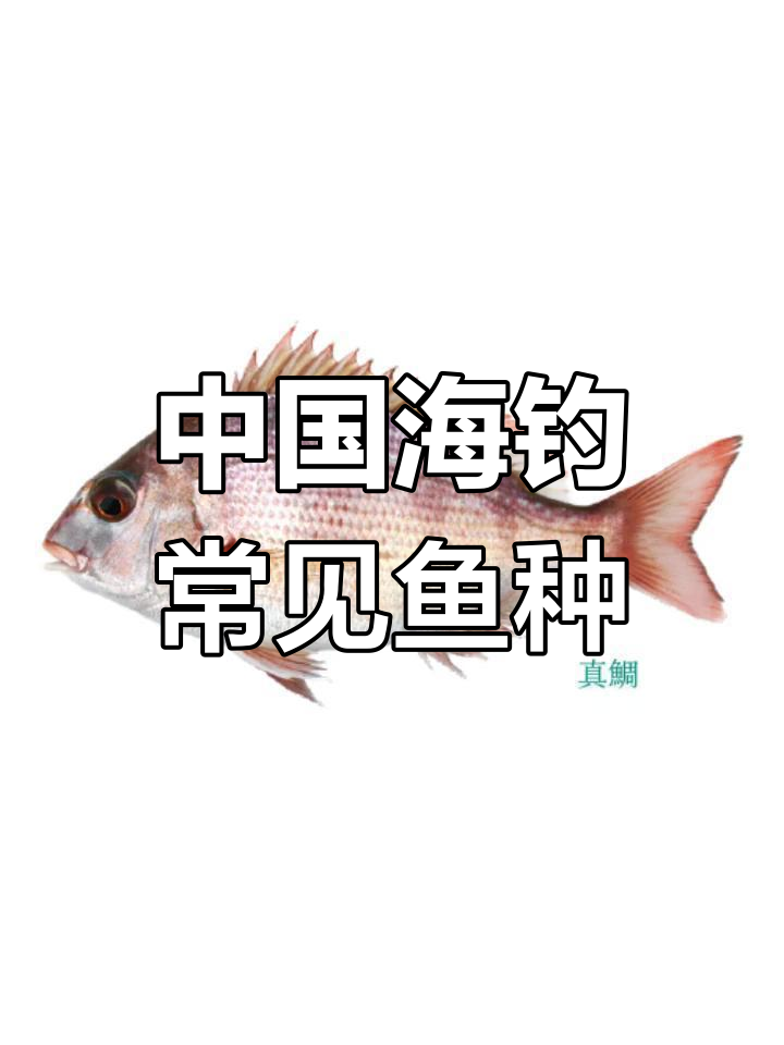 中国近岸常见海钓鱼类大揭秘,50种鱼类等你来了解