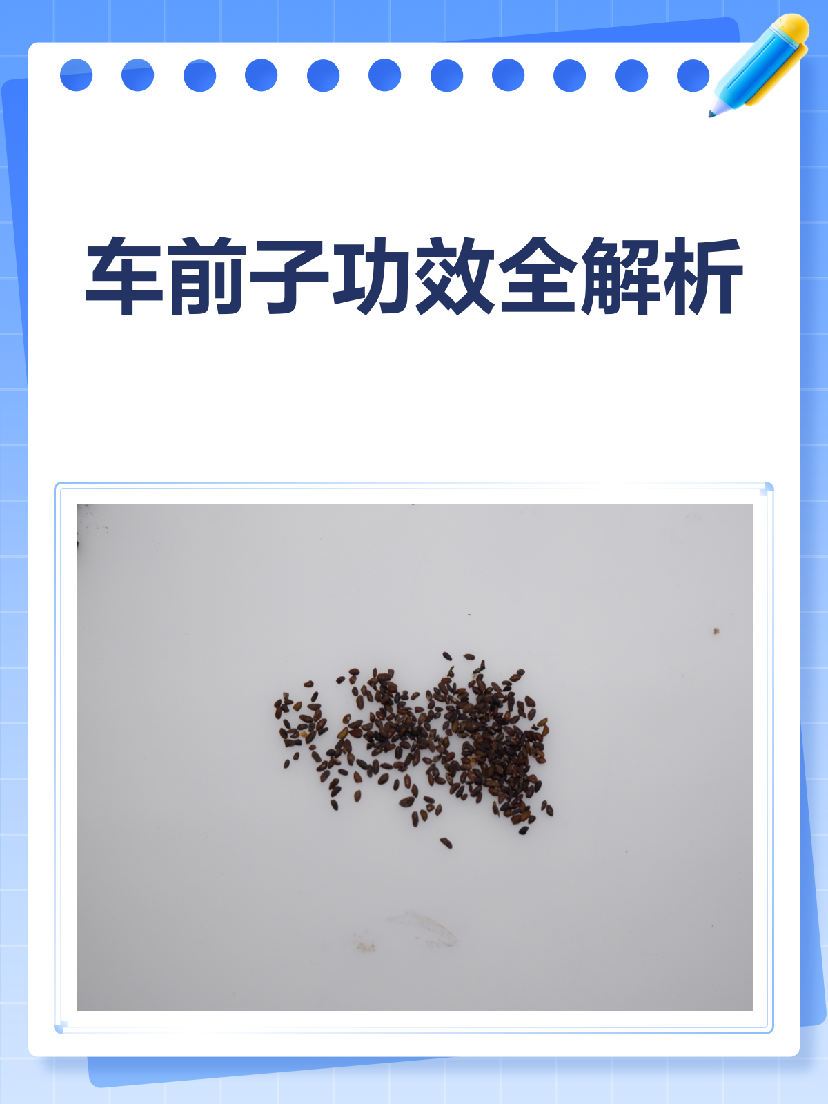车前子:清热利尿还明目,功效多多知多少?