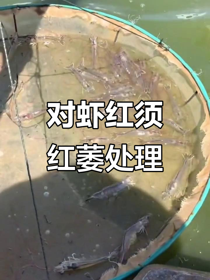 蓝美白对虾红须红萎原因及应对方法