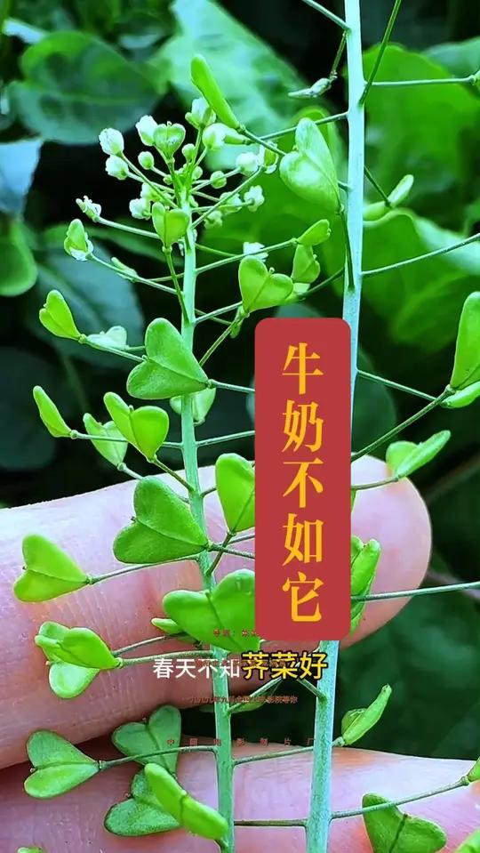 荠菜,春天必不可少的一种野菜,你吃了吗