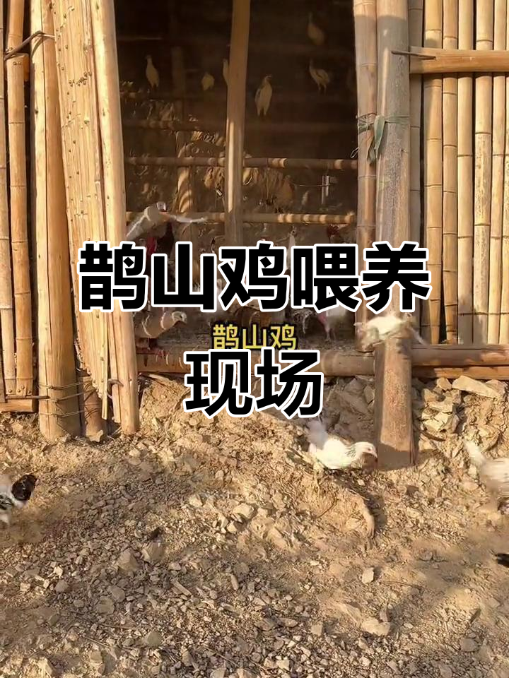 鹊山鸡养殖基地,喂食时刻大揭秘