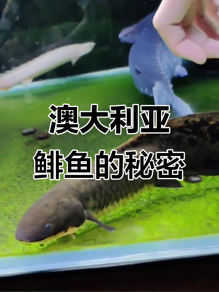 澳洲肺鱼:奇特结构与进化之谜