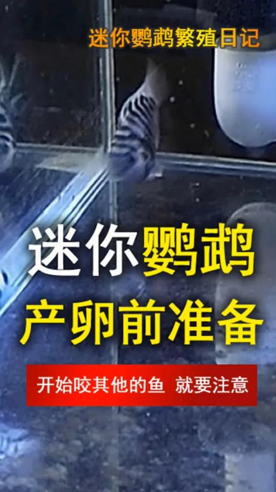 迷你鹦鹉产卵前,要如何准备,工具器材等