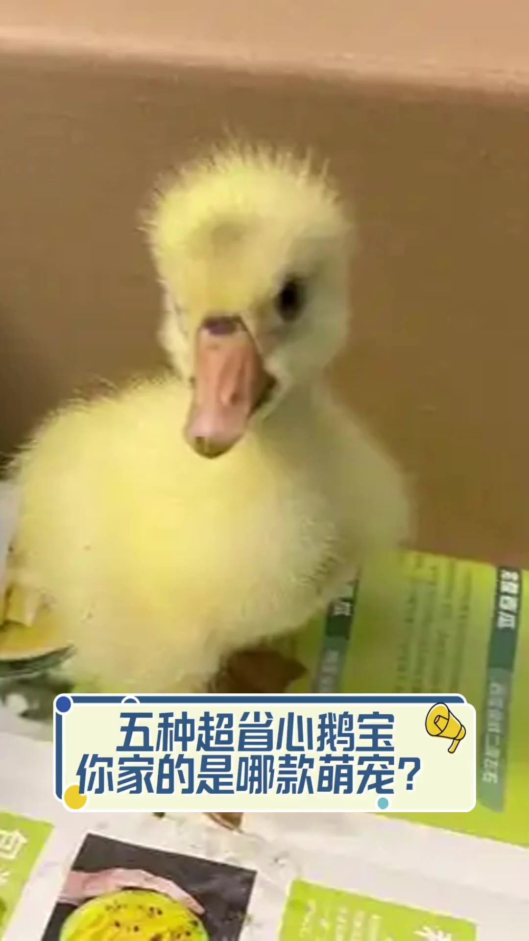 五种超省心鹅宝,你家的是哪款萌宠?