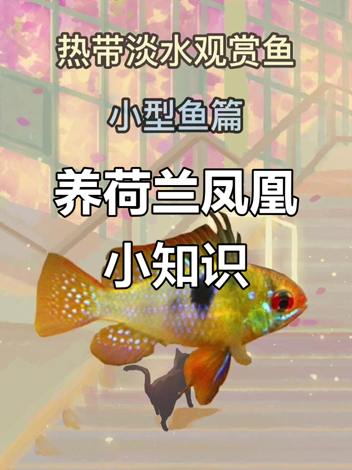 热带淡水观赏鱼入门:荷兰凤凰的养护技巧