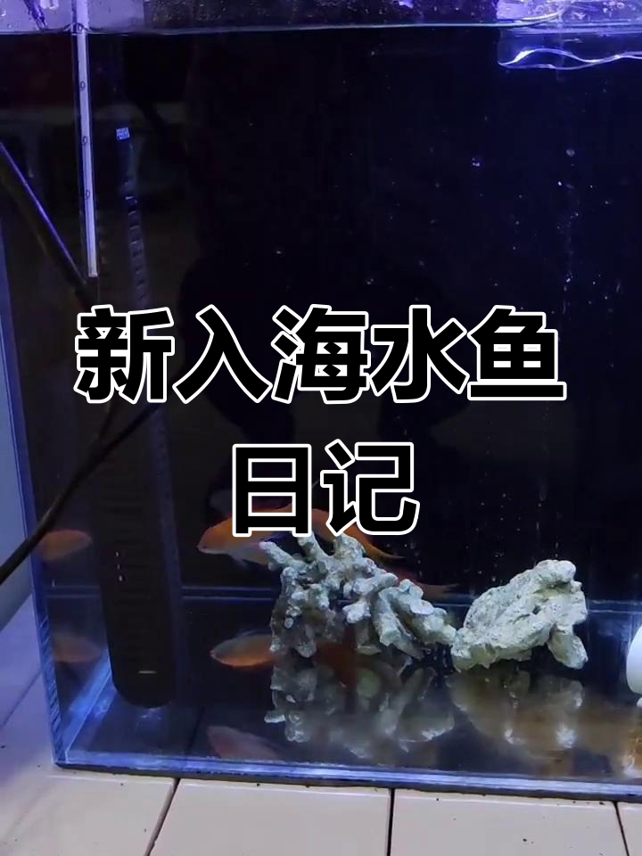 半个月前入手紫罗兰海金鱼,表现不错