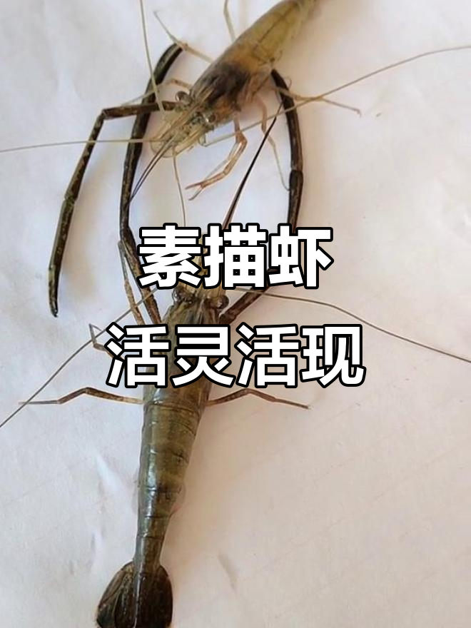 画虾也能栩栩如生,素描技巧大揭秘