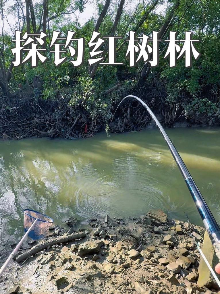 探钓红树林,有手你都行 钓鱼人 钓鱼人就是这么疯狂 光威龙破斩