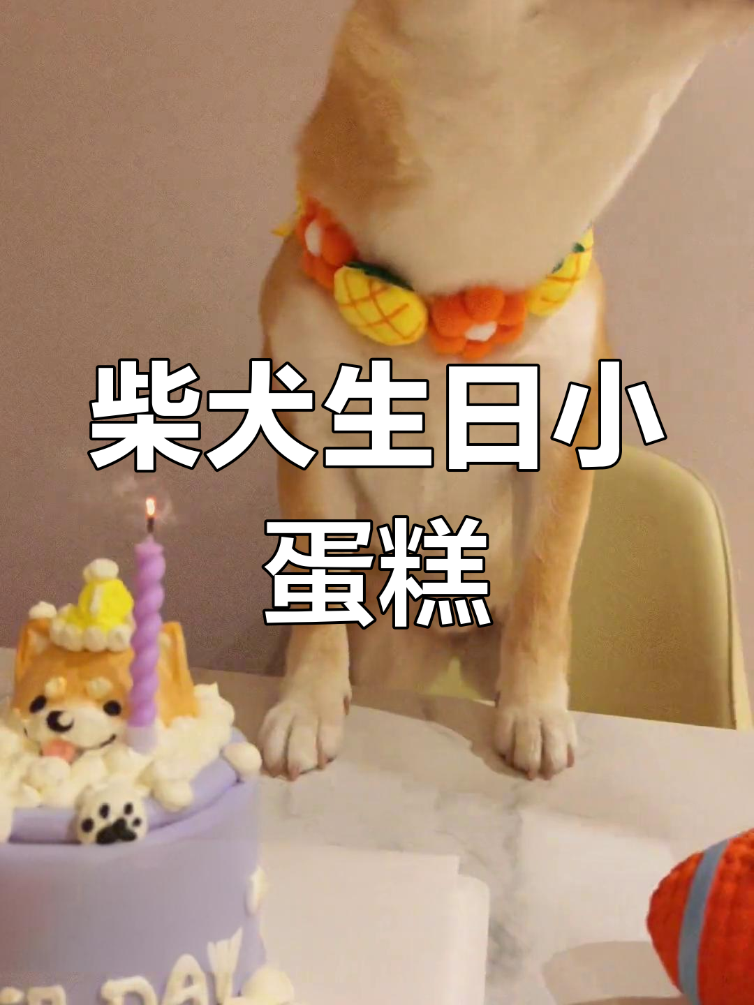 柴犬红豆泥的生日惊喜:定制雪日蛋糕与礼物