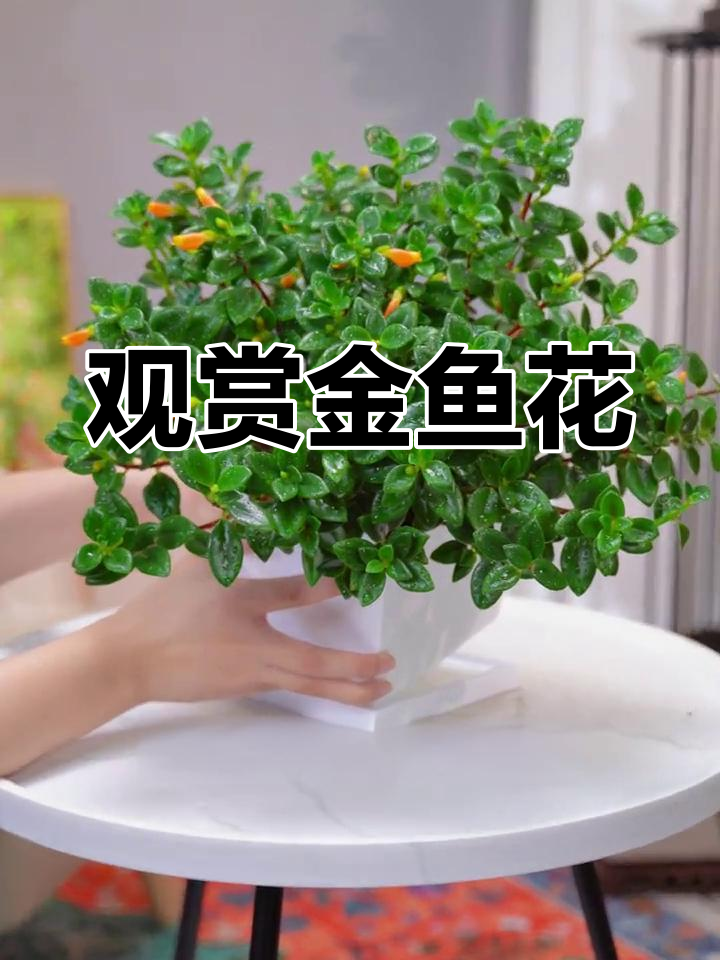 金鱼花兼具观叶与赏花,室内栽培增添独特美感