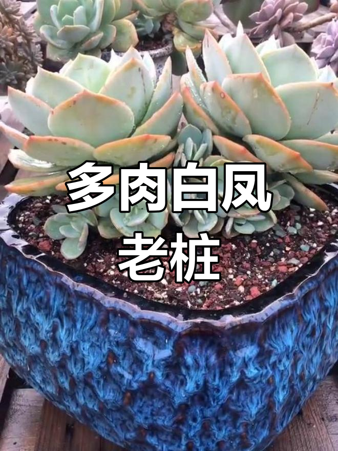 白凤老桩:多肉植物的独特魅力与养护技巧