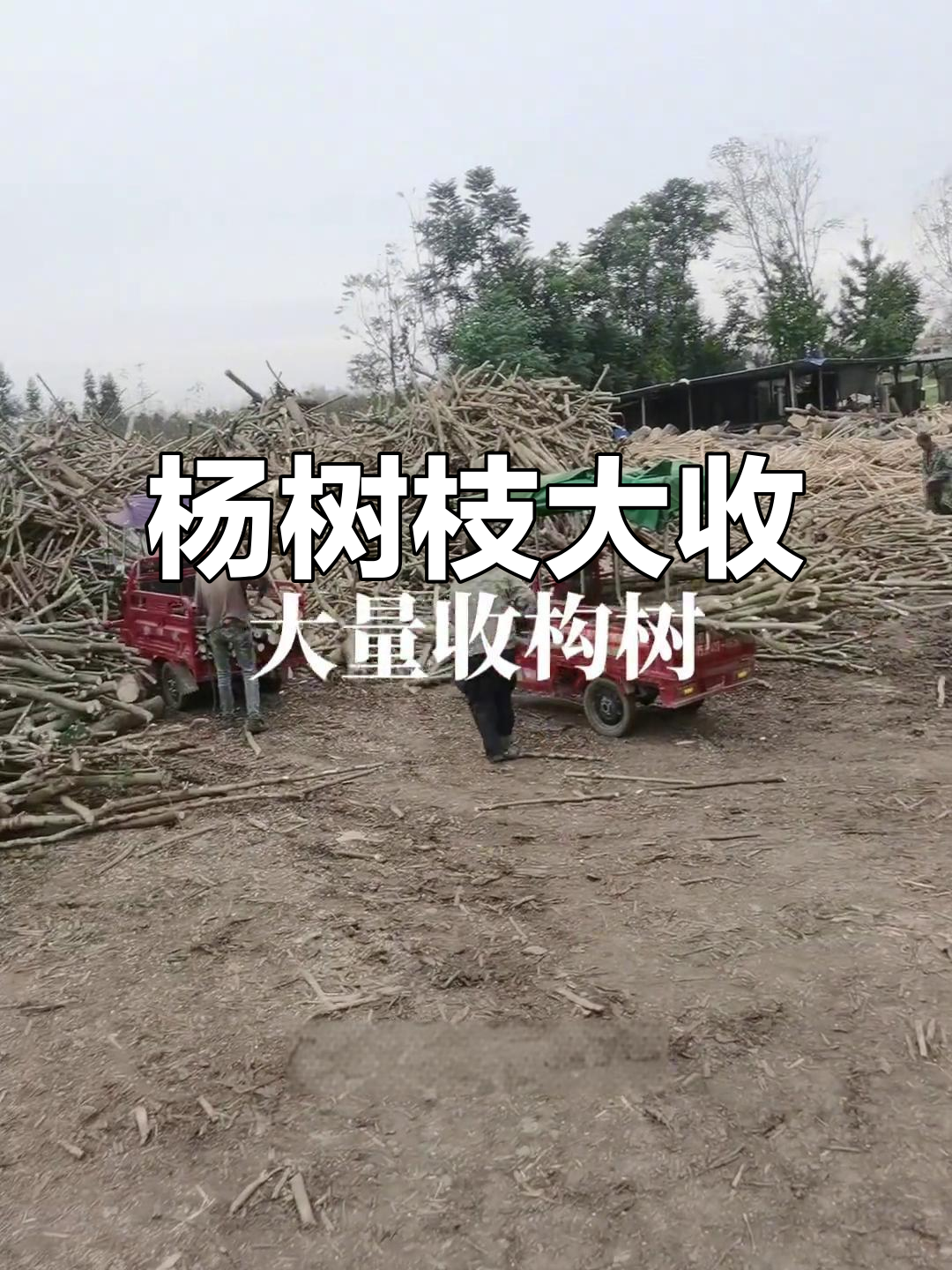 大量收购杨树枝,构树砍伐火热进行中