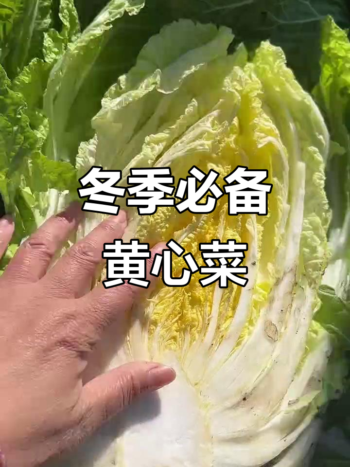 黄心大白菜,耐冬煮又好吃,十五斤左右轻松搞定