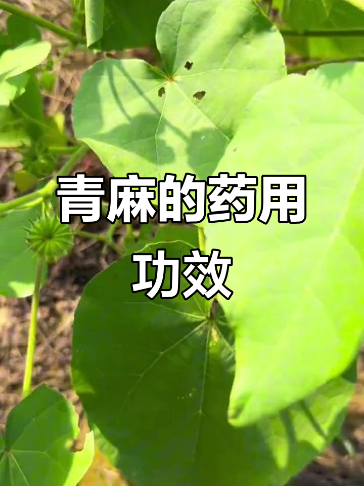 青麻:磨盘草的独特魅力与药用价值