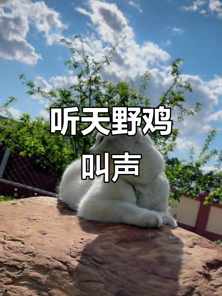 小脸多去黑儿,听天野鸡叫唤,抖音搞笑来袭