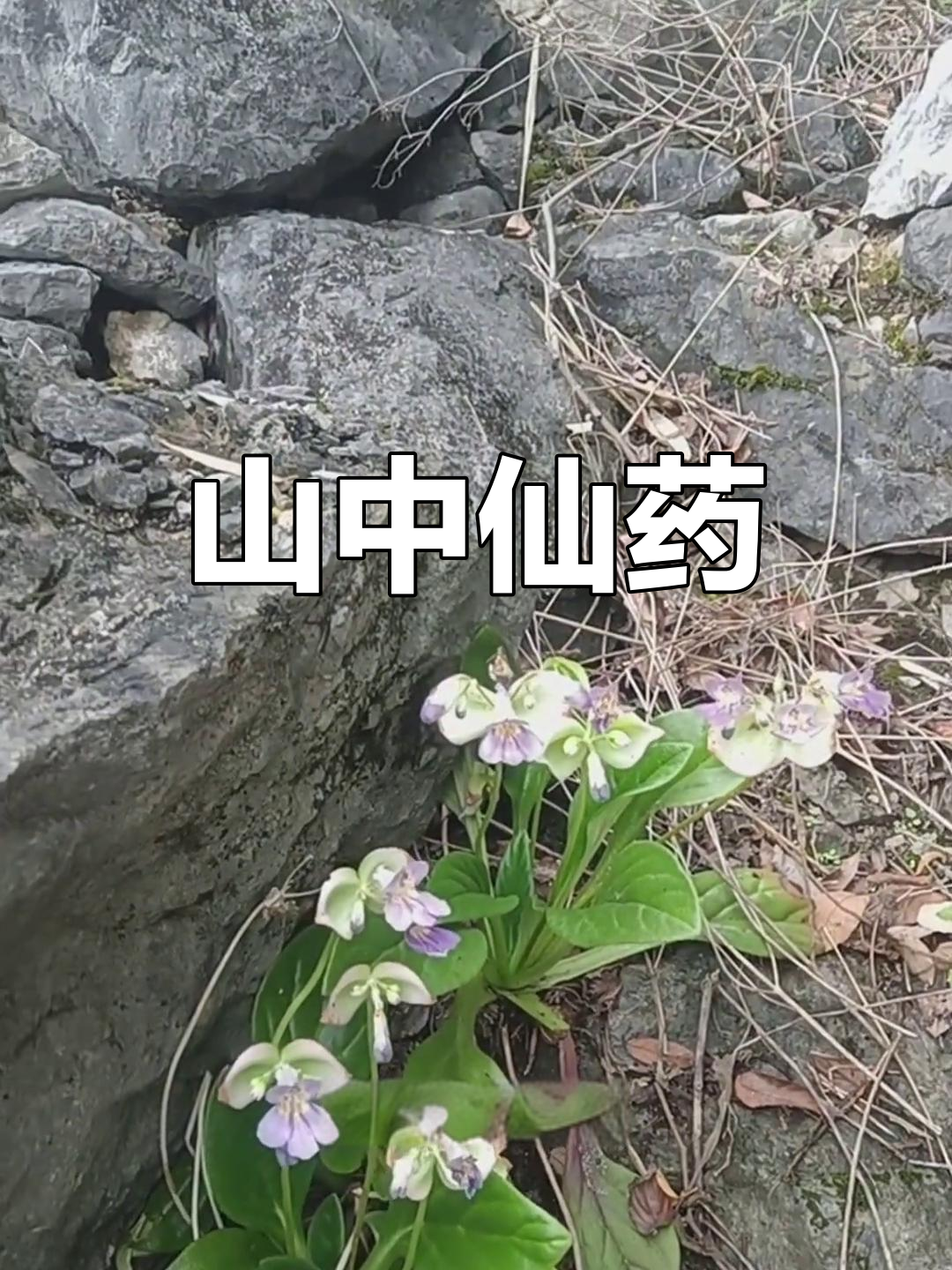 岩白菜,山中珍品,老一辈常采之,视为神奇草药