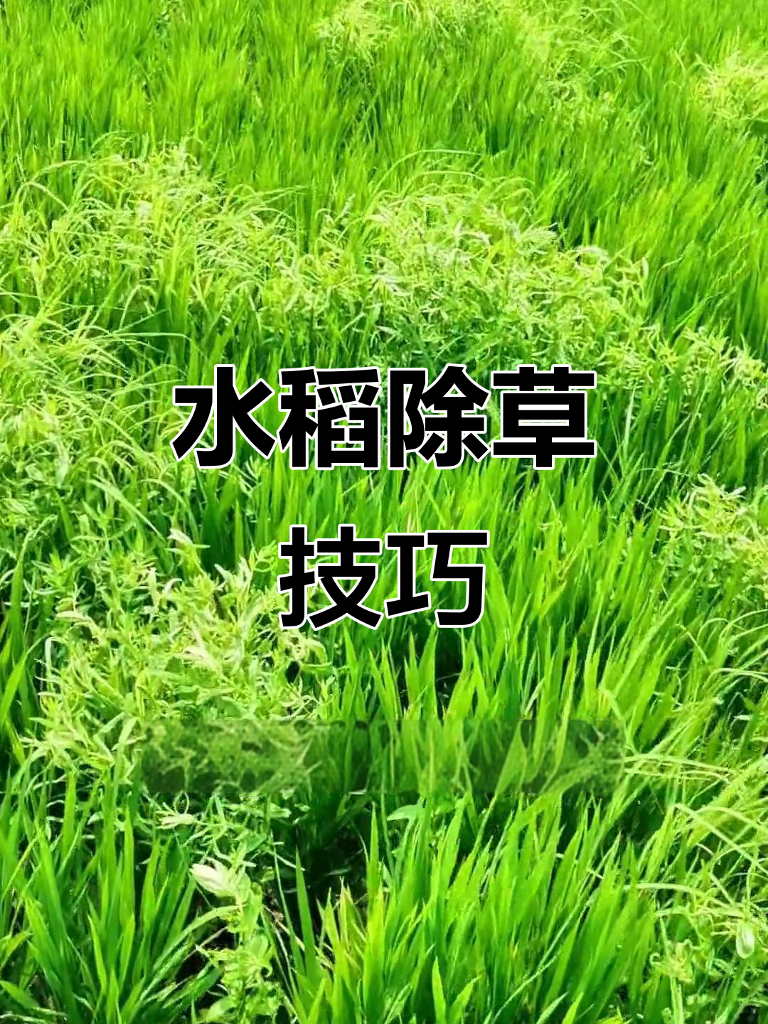 水稻田阔叶草防治全攻略，水苋菜鸭舌草轻松搞定