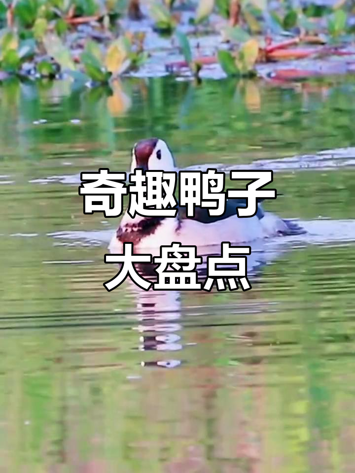 各种奇特鸭子大揭秘：从柯尔鸭到峭壁马鸭