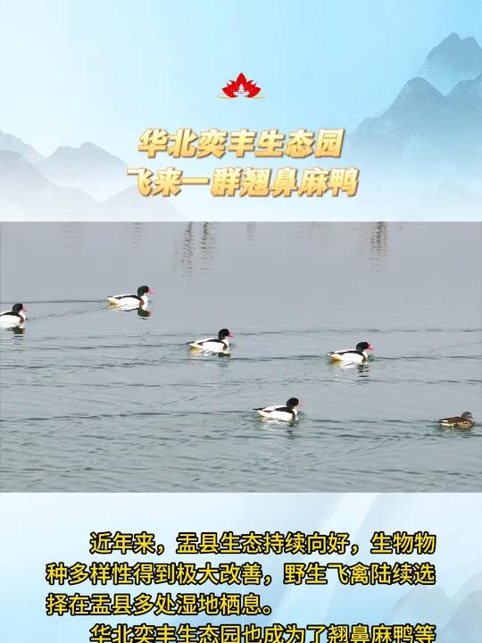 华北奕丰生态园飞来一群翘鼻麻鸭