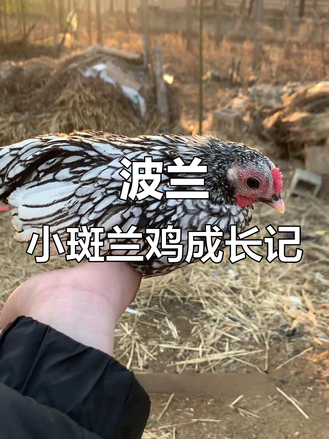 小波兰鸡两个月大,洗澡竟然这么笨!