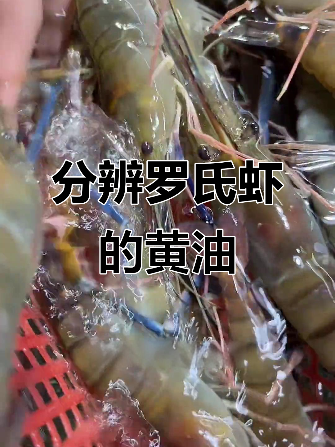 罗氏虾硬黄与软膏的区别,教你如何辨别