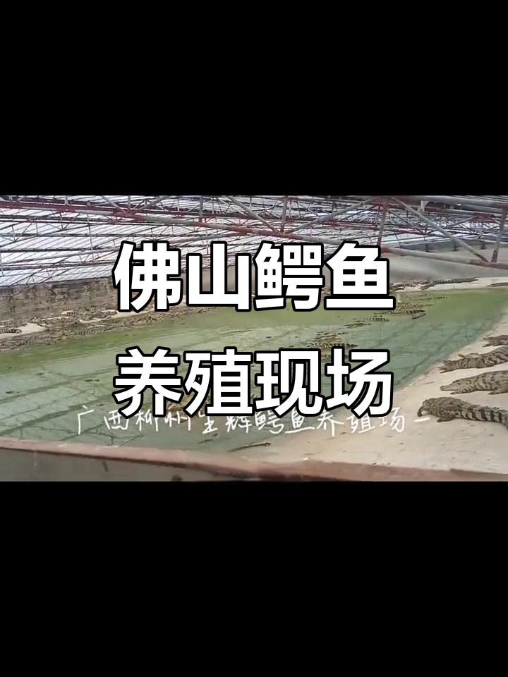 广东佛山鳄鱼养殖场，三品鱼大小不一