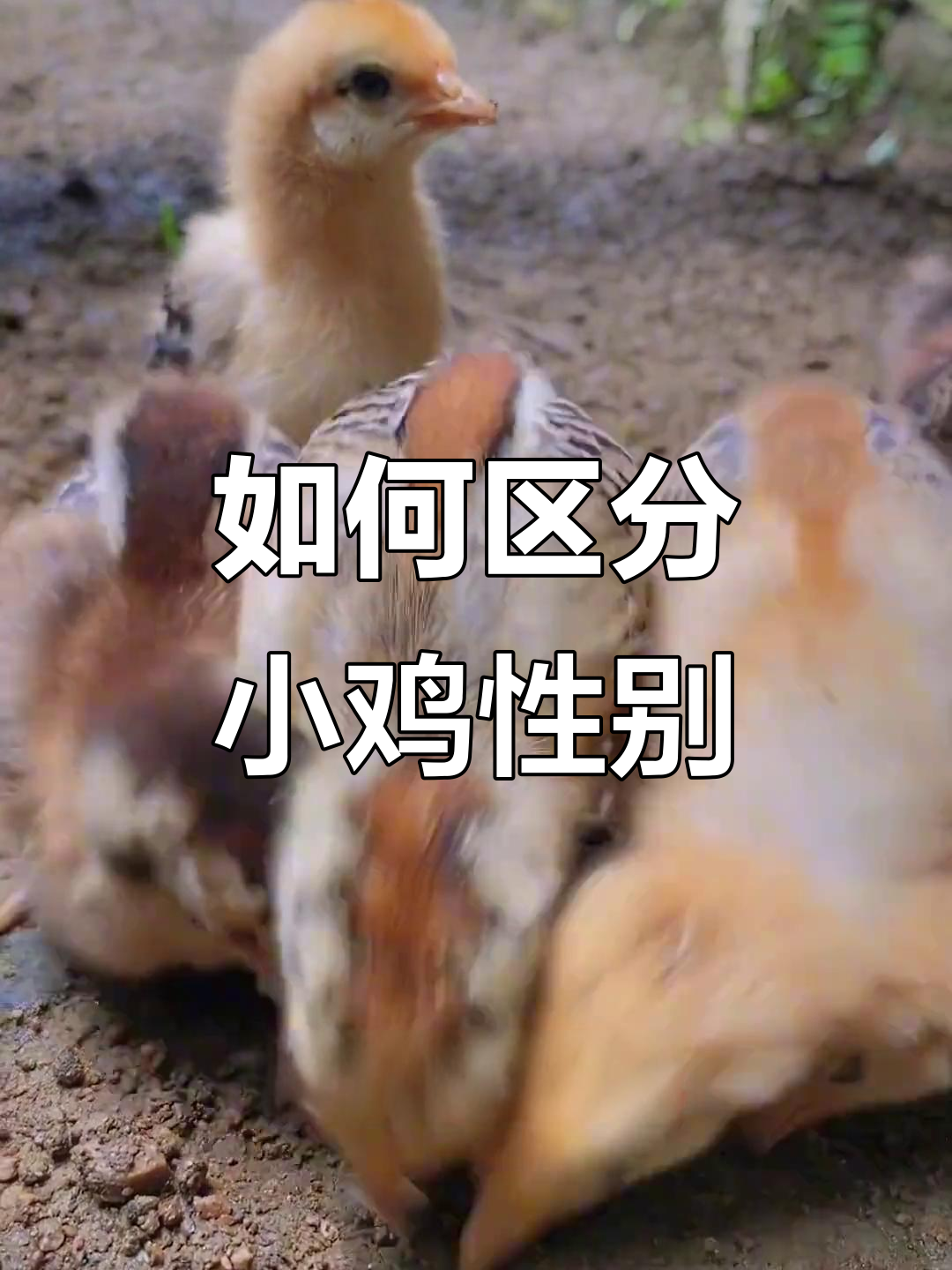 小鸡公母分辨技巧,准确率高达90%