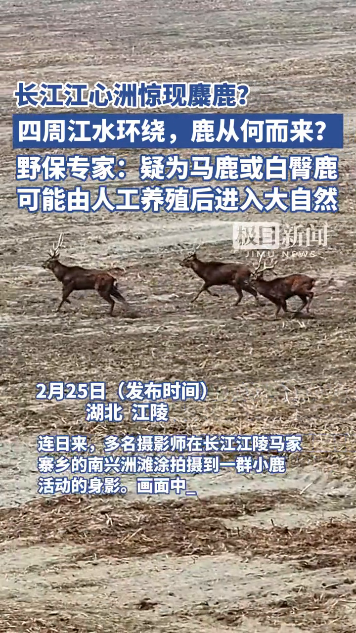 长江江心洲惊现麋鹿?疑为马鹿或白臀鹿可能由人工养殖后进大自然